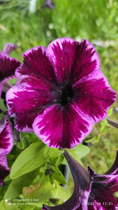 A close-up, top-down view of a vibrant purple petunia flower is captured in focus, with a blurred green background suggesting an outdoor setting in Ülgase, Estonia. The flower's petals are a deep, rich purple, transitioning to lighter pink and white edges, with dark purple veins radiating towards the center. Small water droplets are visible on the petals, indicating recent rain or dew. Green leaves are present at the bottom of the frame, also slightly out of focus. In the bottom right corner, a date and time stamp reads "2026/7/4 11:31", and the bottom left corner displays "REDMI NOTE 9 PRO AI QUAD CAMERA", suggesting the photograph was taken with a smartphone. The overall impression is one of natural beauty and detail.