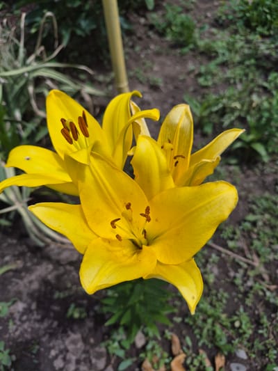 A close-up, eye-level shot captures a cluster of vibrant yellow lily flowers in full bloom, set against a blurred background of green foliage and dark soil. The lilies dominate the frame, with their petals unfurled to reveal prominent brown stamens tipped with pollen. One lily is positioned in the foreground, facing slightly towards the viewer, while others are partially visible behind and to its left. The lighting suggests an outdoor, daytime setting. The image was taken in Tekeli, Kazakhstan.