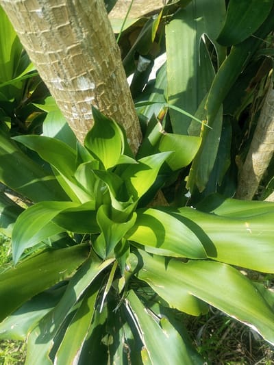 A close-up, high-angle view captures a robust, green-leaved plant, likely a Dracaena or similar species, situated outdoors in the city of Đăk Pxi, Vietnam. The central subject is a dense cluster of vibrant, bright lime-green leaves, tightly furled at the very center and progressively unfurling outwards. These newer leaves are surrounded by larger, broader, and darker green mature leaves. To the upper left, a thick, textured plant stalk or trunk, light brown with white and grey patches and a distinct, scaly surface pattern, runs vertically. Partial views of additional green foliage and a thinner, lighter-colored stalk are visible in the background on the right. Sunlight illuminates the plant, creating sharp contrasts between sunlit areas and deep shadows cast across the leaves. The immediate ground cover visible on the lower left and distant upper right appears to be green vegetation or grass. No human subjects, animals, or man-made structures are present in the frame.