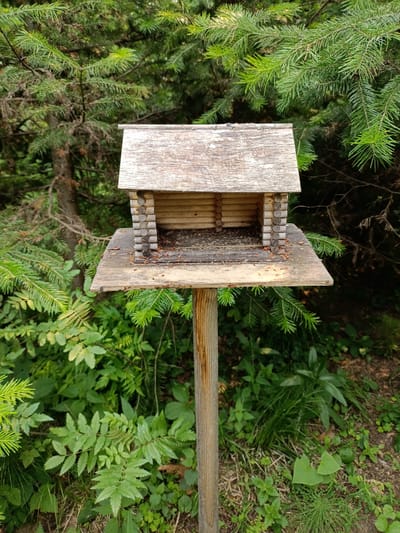 A rustic, miniature log cabin bird feeder stands on a wooden post in a forest. The bird feeder has a weathered wooden roof and is constructed from small logs. The platform of the bird feeder is also made of wood and shows signs of wear, with scattered seeds on its surface. The surrounding environment is lush with green foliage, including pine branches and other undergrowth, suggesting it is a natural setting. There are no people or animals visible in the image. The location is specified as Kurlek, Russia.