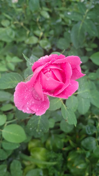 The image is a close-up, top-down view of a vibrant pink rose in bloom, set against a backdrop of lush green foliage. The rose is the central subject, its petals unfurling in a delicate spiral. Numerous tiny water droplets are scattered across the petals, suggesting recent rain or dew. The surrounding leaves are a deep green, some showing a slight sheen from moisture. The overall impression is one of natural beauty and freshness. The scene appears to be an outdoor garden setting, likely in Gazalkent, Uzbekistan, given the context. There are no people or text visible in the image. The lighting and the presence of water droplets suggest it might be a cool, overcast morning or after a rainfall.