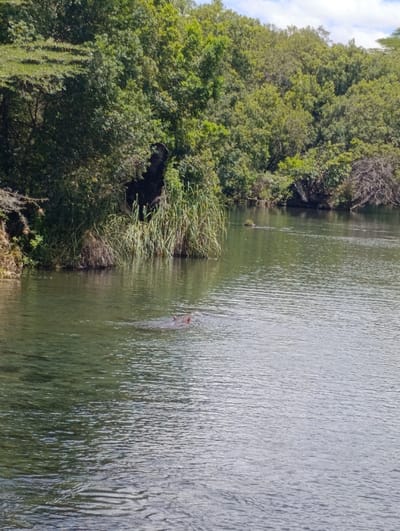 A hippopotamus is partially submerged in a river in Tsavo North National Park, Kenya, at the coordinates -2.986, 38.021. The hippopotamus is positioned in the center of the image, with its head and back visible above the waterline. The river is calm and shallow, with a smooth, rippling surface. The riverbank is lined with lush vegetation, including tall grasses and trees. The trees are dense and provide shade over the riverbank. The sky is clear, with a few white clouds scattered across the blue expanse. The sun is shining brightly, casting a warm glow over the scene.