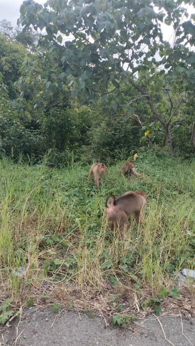 A vertical outdoor shot captures a small group of monkeys foraging in a grassy area next to what appears to be a paved or gravel road. The setting is characterized by lush green vegetation, with dense bushes and trees forming a backdrop under an overcast sky.

In the foreground, a monkey with brownish-grey fur is seen from behind, its body angled slightly to the right, with its short, curled tail visible. Its head is down, suggesting it is looking for food in the tall, dry and green grass. Further back and to the left, another monkey of similar coloration stands upright on all fours, looking directly towards the camera. Its face has lighter fur around the eyes and mouth. Behind this monkey, partially obscured by the foliage, a third monkey is visible, also on the ground, possibly resting or foraging.

The ground is covered with a mix of tall, vibrant green grass and patches of drier, lighter-colored grass and sparse foliage. A dark, possibly asphalt or gravel, road or path runs along the very bottom edge of the frame. The background is dominated by a thick canopy of broad-leaved trees, indicating a forested or heavily vegetated environment typical of Sukamulia, Indonesia. The soft, diffuse lighting suggests an overcast day. There is no visible text in the image.