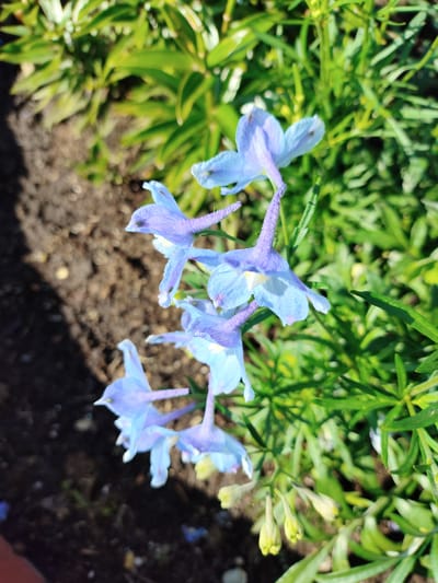 The image depicts a close-up view of several light blue delphinium flowers with purple accents, growing in a garden bed. The flowers are in various stages of bloom, with some fully open and others still in bud. The background consists of green foliage and dark soil. The scene appears to be outdoors, possibly in a residential garden. No specific location in Шопино, Russia can be determined from the image alone.