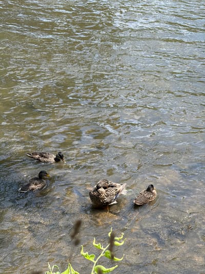 Four mallard ducks are in shallow, murky water. One duck is preening, tucking its head under its wing. Another duck is facing away from the camera, its head down. The remaining two ducks are swimming. The water is calm, with ripples from the ducks' movements. The background is a body of water with light reflecting off the surface. The scene appears to be in a natural setting, possibly a park or river. This image was taken in Naperville, United States of America.