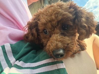 An overhead, medium shot captures a toy poodle puppy with curly, reddish-brown fur nestled against its owner's chest. The puppy's dark, soulful eyes are wide and looking directly at the camera, with its wet, black nose in sharp focus. The owner's shoulder is visible on the left, draped in a soft pink fabric, while their lap is covered by a dark green garment adorned with two light pink stripes. The background shows a glimpse of a bright sky with scattered clouds, suggesting an outdoor setting, possibly in Ribnik, Bulgaria, given the context. The lighting is bright, casting soft shadows and highlighting the puppy's delicate features.