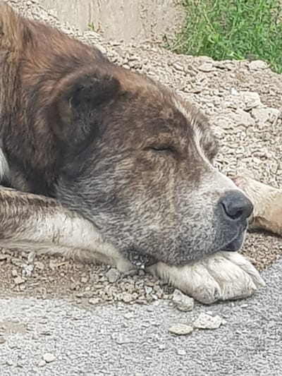 An adult dog is sleeping on a gravelly surface. The dog is a medium to large breed with brown and brindle fur. Its eyes are closed, and its head is resting on its paw. The background consists of more gravel and some green vegetation. There is no indication of this location being in the city of Бұлақты, Kazakhstan.