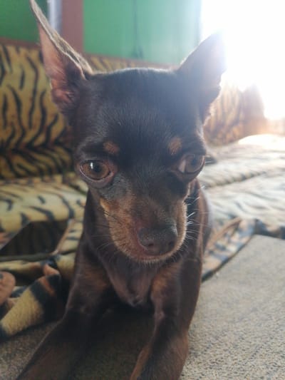 A close-up, eye-level shot captures a small, dark brown dog with large, expressive eyes. The dog is resting on a textured, neutral-colored surface, possibly a couch or bed, with a blanket featuring a tiger-stripe pattern partially visible in the foreground. In the background, a green wall is slightly out of focus, and a bright light source, possibly sunlight, creates a glare on the right side of the image, illuminating the dog's fur and casting a warm glow. The overall scene appears to be indoors, in a domestic setting. There are no people visible in the image. The image does not provide any information to determine its location in the city of Novopokrovka, Russia.