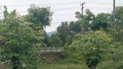 The image captures an outdoor scene, likely in Reudeuep, Indonesia, characterized by lush greenery under an overcast sky. In the foreground, two young trees with vibrant green leaves dominate the view. The tree on the left is partially obscured by its own foliage, while the one on the right stands more prominently, its branches reaching upwards. Behind these trees, a low stone wall borders an area with taller grass and more vegetation. Further in the background, a road is visible, lined with a fence and more trees of varying heights and species, including palm trees. Utility poles and overhead wires crisscross the sky, indicating the presence of infrastructure. In the distance, a hazy mountain range is faintly visible through the dense foliage. The overall impression is one of a rural or semi-rural environment, characterized by abundant plant life and a subdued, diffused light. There are no people or animals present in the frame.