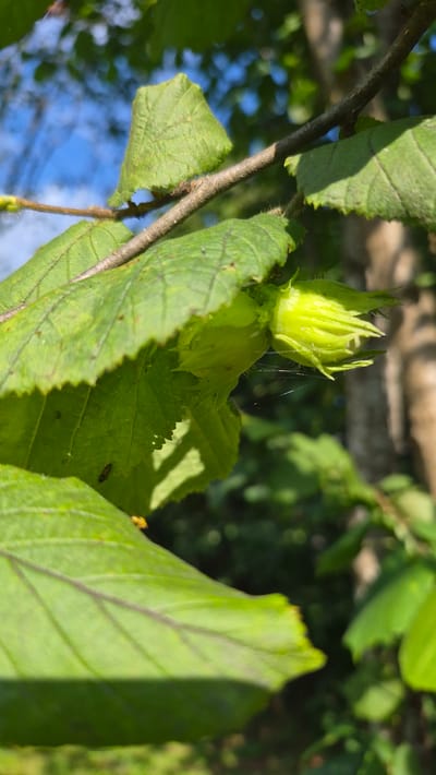 This is a close-up, vertical shot of young hazelnuts enclosed in their leafy husks on a tree branch. The foreground is dominated by large, green leaves with visible veins and serrated edges. One leaf in the foreground is partially obscuring a cluster of two bright green, immature hazelnuts that are pointed and covered in fine hairs. A delicate spiderweb is visible between the hazelnuts and the leaves. The background is blurred, showing more green foliage, tree trunks, and a bright blue sky with sunlight filtering through the leaves, creating dappled light. There are no people present. The scene appears to be outdoors in a natural setting, likely a park or wooded area, possibly within or near Ļūbaste 0001, Latvia, given the context of the request. The overall impression is one of natural growth and detail on a sunny day.