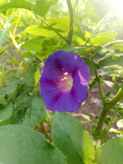 A close-up, eye-level shot captures a solitary purple flower, likely a morning glory, in bloom amidst lush green foliage. The flower, facing slightly to the right, displays vibrant purple petals with darker veins radiating towards its center. Sunlight streams in from the upper right, casting a soft glow on the leaves and flower, and creating bright highlights. The background is softly blurred, suggesting an outdoor setting with muted brown soil visible in some areas. The image appears to be taken in the vicinity of Poltavka, Kyrgyzstan, where such flora is common in gardens and natural areas. No people or animals are present in the frame.