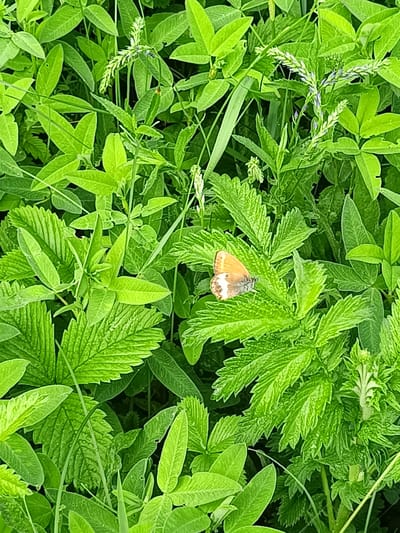 A small, light brown butterfly with white spots on its wings rests on a green leaf in a densely vegetated area. The surrounding environment is characterized by numerous green leaves of various shapes and sizes, some with serrated edges, and a few thin blades of grass. There are also some small, pale flower spikes visible. The lighting suggests an outdoor scene, possibly a park or natural landscape. The image is taken from a top-down perspective. The location in the city of Druzhba, Russia is not identifiable from the visual information presented.