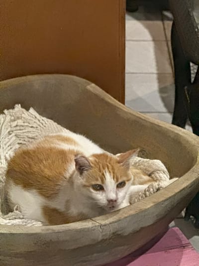 A domestic cat, predominantly white with ginger/orange patches, is resting within a light-toned, boat-shaped wooden vessel. The cat is positioned centrally, lying curled with its head slightly raised and eyes open, directed towards the viewer. Inside the wooden vessel, an off-white, textured textile or coiled rope serves as bedding beneath the cat. The immediate background comprises a plain brown wall or surface. To the right, a section of white tiled flooring is visible behind the vessel, adjacent to a dark, partially visible object, possibly a piece of furniture with a woven texture. A blurry pink surface is present in the bottom right foreground. The scene is located in the city of Māhina, France.