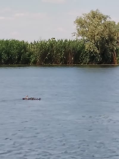 A mother duck leads her ducklings across a body of calm water. The ducks are a dark color, and their forms are small against the vastness of the water. The ducklings follow closely behind the mother in a line. The water is a light blue, with gentle ripples. In the background, there is a dense line of green reeds and tall grass, suggesting a marshy or riverside environment. Beyond the reeds, a large tree with a full, leafy canopy stands prominently against a pale sky. The sky is a soft blue with hints of white clouds, indicative of daytime. The overall scene conveys a sense of natural tranquility and maternal care. The location is Bilyaivka, Ukraine. No text is visible in the image.