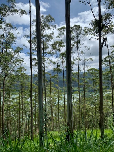 In Kuda Maskeliya, Sri Lanka, a dense forest of tall, slender eucalyptus trees dominates the foreground of the image. The trees stand in vertical rows, their smooth, gray trunks creating a sense of depth and perspective. Sunlight filters through the canopy, dappling the forest floor. In the middle ground, a tranquil, turquoise body of water is visible, surrounded by lush green hills that stretch into the background. The sky above is a mix of blue and white, with dramatic clouds adding texture and interest. The overall impression is one of serene natural beauty.