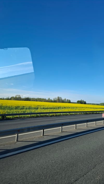 The image depicts a roadside view from a moving vehicle, likely a car, looking out over a vast field of yellow flowers, possibly canola, stretching to a treeline under a clear blue sky. The perspective is from inside the vehicle, with a reflection of what appears to be the car's interior visible on the left side of the frame.
The scene is dominated by the vibrant yellow of the flowering field, which is bordered by a paved road and a concrete barrier. The road is dark asphalt with white lines. The concrete barrier has a repeating pattern of rectangular sections. A red and white striped traffic sign is partially visible at the top of the barrier.
The sky is a bright, cloudless blue, suggesting a sunny day. The light indicates it is daytime, likely late morning or afternoon, given the angle of the shadows cast by the barrier. The overall impression is one of a pleasant, open landscape during a journey.
There is no visible text in the image. The location context provided is Горбуновское, Russia, which aligns with the rural, agricultural scenery. The image captures a fleeting moment of travel through a blooming countryside.