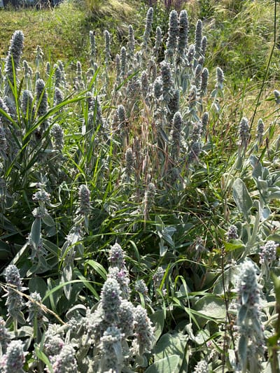 The image shows a dense patch of Stachys byzantina, commonly known as Lamb's Ear, in a garden setting. The plants are characterized by their fuzzy, silver-green leaves and upright spikes of fuzzy, purplish-pink flowers. Tall, dry grasses and blades of green grass are interspersed among the Lamb's Ear plants. The lighting suggests it is daytime, with sunlight creating highlights and shadows on the foliage. The overall impression is of a naturalistic planting. The location is identified as Bašť, Czechia. No people or animals are visible in the image.