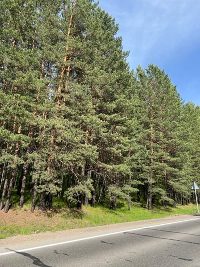 The image shows a roadside view in Patrony, Russia. A dense line of tall pine trees lines the left side of the frame, their green needles creating a thick canopy. The trees grow on a grassy slope. In the foreground, a paved road stretches from the bottom edge of the image towards the right. A white line marks the edge of the road. A triangular road sign on a white post is visible on the far right. The sky above is clear and blue.