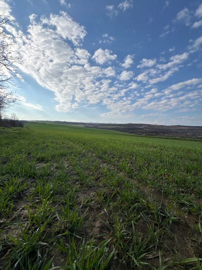 The image depicts a field of young, green crops in Kiosevtsi, Bulgaria, under a partly cloudy blue sky. The horizon line is visible in the distance, with hints of elevated terrain or a town. The ground shows evidence of soil. The camera is positioned low to the ground, and the image is rotated to a landscape position. A portion of bare branches or shrubbery appears in the lower left corner.