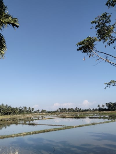 A serene landscape shows flooded rice paddies reflecting a clear blue sky. Distant palm trees line the horizon, while more vegetation frames the scene on both sides. The water level is high, creating distinct divisions within the fields. A few white birds dot the landscape. The sky is almost cloudless, emphasizing the tranquility of the rural environment.