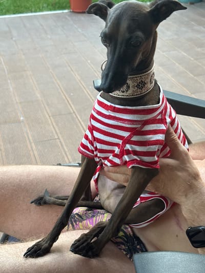 An Italian Greyhound dog, wearing a red and white striped shirt and a patterned collar, sits on the lap of a person. The person is wearing patterned shorts. They are on a wooden deck, with grass visible in the background. The image was taken outdoors in Seixal, Portugal.