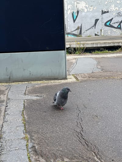 The scene, located in Bois-Colombes, France, depicts a single rock pigeon (Columba livia) standing center-right on a damp, dark gray asphalt surface. The asphalt exhibits multiple cracks and prior repair patches. The pigeon features typical gray plumage, iridescent green and purple neck feathers, distinct darker wing bars, and visible pinkish feet; its posture is static, facing right. To the left, a vertical, dark blue-black rectangular panel with a light gray base, consistent with a public information kiosk or utility structure, shows minor surface abrasions. The background reveals a heavily weathered concrete wall with extensive peeling light-colored paint, exposing underlying material, and adorned with black and light blue angular graffiti. Below this wall, a narrow strip of ground supports green vegetation and yellow dandelions, positioned in front of a low, horizontal concrete barrier or ledge. The scene is illuminated by diffuse, overcast daylight.
