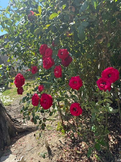 The image depicts a rose bush with numerous red roses in bloom, set against a backdrop of green foliage. The roses are various shades of red and are in different stages of bloom, with some fully open and others still forming buds. The bush is dense with leaves and branches, creating a natural, somewhat untamed appearance. The ground beneath the bush is covered with dry soil, scattered rose petals, and some debris. To the left of the bush, a large, weathered tree trunk is visible, with its bark rough and textured. The overall environment appears to be an outdoor setting, possibly a garden or a yard, with dappled sunlight filtering through the leaves, suggesting it is daytime. The image does not contain any people or specific architectural elements that would definitively place it in Temryuk, Russia.