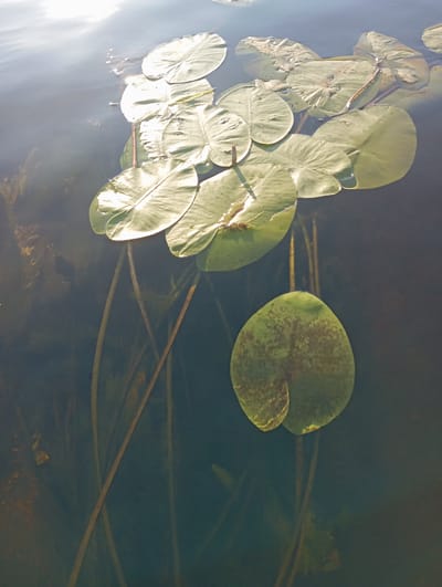 The image shows a cluster of lily pads floating on the surface of dark, murky water. Sunlight reflects off the water in the upper left corner, creating bright highlights on the lily pads and casting shadows. The lily pads are circular and flat, with some showing signs of wear and tear, such as blemishes and discoloration. Long, thin stems extend from the lily pads downwards, disappearing into the dark water, suggesting they are rooted beneath the surface. The overall impression is of a serene, natural scene, likely a pond or lake. The location in the city of Imeni Voroshilova, Kazakhstan, is a detail that cannot be visually verified from the image itself, as no identifying landmarks or text are present.