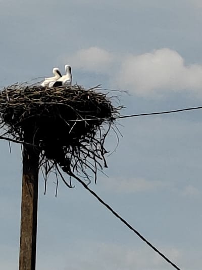 The image shows a nest built by storks on top of a utility pole. The nest is large and constructed from numerous branches and twigs. Inside the nest, two young storks are visible. They are mostly white with black accents on their wings and have long, thin necks and beaks. The nest is situated against a pale blue sky with a few wispy clouds. A power line runs horizontally across the frame, passing behind the nest. The nest and pole are illuminated by daylight, suggesting it is daytime. The setting appears to be a rural area, given the presence of a utility pole and the natural construction of the nest. The overall mood is one of nature and domesticity, with the young storks in their nest. There is no visible text in the image.