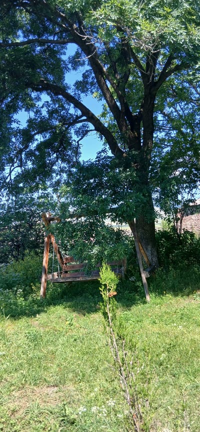 A wooden swing set with a simple wooden bench seat hangs by chains from a large, mature tree. The swing set is constructed with two A-frame supports made of rough-hewn wood, and a crossbar from which the chains suspend the seat. The swing is situated in a grassy, outdoor area with lush green vegetation and a clear blue sky visible through the tree's dense foliage. In the foreground, a small, upright evergreen bush with sparse foliage stands out against the green grass. The background reveals more trees and a hint of a stone structure, suggesting a rural or semi-rural setting. The image appears to be taken in Dsegh, Armenia, a location known for its natural beauty and historical significance. There are no people or animals visible in the image.