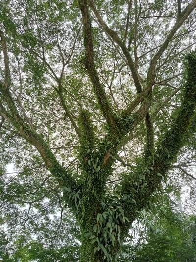 A low-angle shot captures the underside of a large tree with a thick trunk, heavily covered in green epiphytic plants, likely ferns. The tree's branches spread widely, creating a dense canopy of green leaves against a pale, overcast sky. The lighting suggests it is daytime, possibly late afternoon due to the diffused light. The image is taken from a ground-level perspective looking up into the tree's foliage and structure. The location is specified as Melayu Besar Kota, Indonesia. There are no people or animals visible in the image.