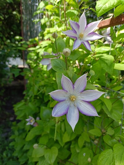 The image depicts a close-up of a blooming clematis flower in an outdoor setting. The flower is predominantly white with delicate purple edges on its petals, which are arranged in a star-like formation. A cluster of stamens, yellow in color, forms the center of the bloom. Another clematis flower, partially obscured and slightly out of focus, is visible in the upper right portion of the frame. Below the prominent flower, a small, unopened clematis bud is present, indicating the ongoing blooming process.
The background is filled with lush green foliage, characteristic of a garden or a natural outdoor environment. The leaves are vibrant and healthy, suggesting a warm season. A hint of a fence or trellis can be seen to the left, and a wooden structure or support is visible behind the flowers in the upper right. The lighting suggests it is daytime, likely during sunny weather, as evidenced by the bright illumination and shadows.
The overall mood is serene and natural, focusing on the delicate beauty of the clematis flower and its surrounding greenery. There are no people or text visible in the image. The setting appears to be a garden in Elizavetino, Russia.