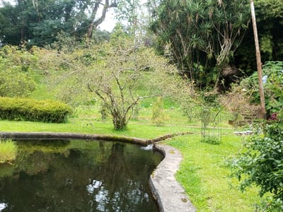 A pond with a concrete edge reflects the sky. A tree stands nearby on the grassy bank. In the background, a gentle slope leads to a variety of trees and bushes. Some greenery borders the pond. A set of stone stairs is partially visible, ascending into the lush vegetation. A wooden pole stands to the right, adding a vertical element to the scene.