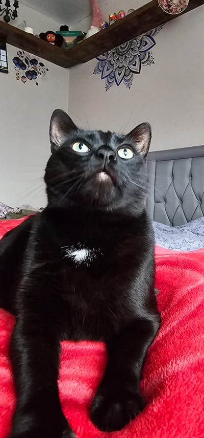 A black cat with bright green eyes is pictured looking upwards on a red, fuzzy blanket. The cat has a small patch of white fur on its chest. In the background, a grey headboard of a bed is visible, along with some bedding. Above the bed, a wooden shelf is decorated with various items, including figurines and what appears to be a mandala-style decal on the wall. The setting seems to be a bedroom, possibly in a residential property in Kilwinning, United Kingdom. The image is taken from a low angle, focusing on the cat's face and upper body.
