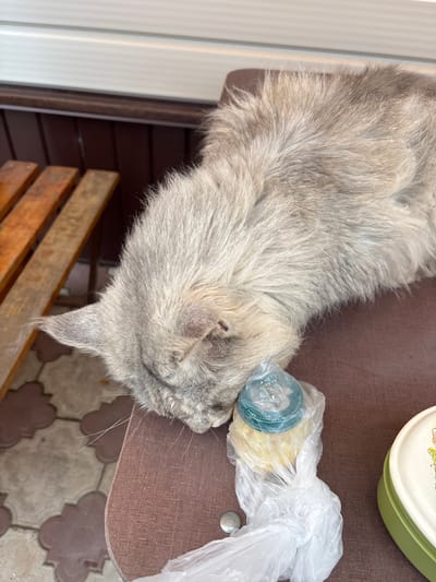 A fluffy grey cat is lying on a brown surface, with its head resting on a food item wrapped in clear plastic. Next to the food item is a green and white container. In the background, there is a wooden bench and a wall. The ground is tiled with a pattern of alternating grey and pinkish-brown tiles. The scene appears to be outdoors, possibly in a residential area or on a patio. The location is identified as Русский Турек, Russia.