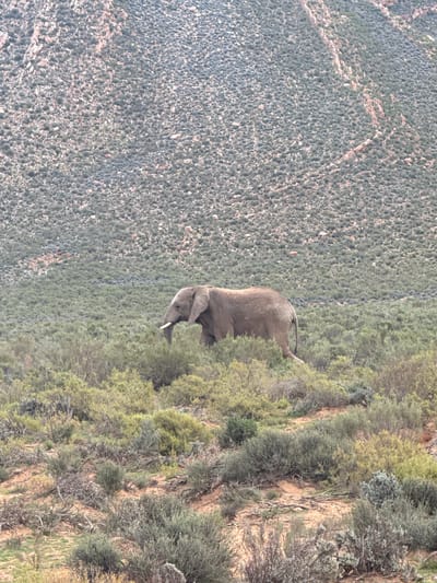 An African elephant stands partially obscured by dense, scrubby vegetation on a hillside. The elephant, oriented towards the right, has its head lowered, suggesting it is grazing or foraging. Its grey hide blends with the earthy tones of the surroundings. A tusk is visible, curving slightly downwards from its head.
The scene depicts a rugged, mountainous landscape, likely within the Witzenberg Local Municipality of South Africa, as suggested by the context. The foreground and midground are covered in various shades of green and grey-green bushes and small trees, with exposed patches of reddish-brown earth and rocks. Beyond the immediate slope where the elephant stands, a vast expanse of similar, densely vegetated mountainous terrain stretches into the distance, appearing somewhat hazy.
The image is captured during the daytime under natural light, with no extreme shadows, indicating a clear day. No human activity or visible text is present. The overall impression is one of wild, untamed nature, typical of a South African wilderness area.