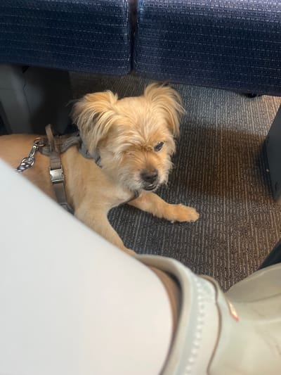 A small, tan-colored dog wearing a grey harness is lying on a grey carpeted floor. The dog is looking to its right, with its head slightly tilted. In the background, there are blue upholstered seats, likely on public transport. The scene appears to be indoors, possibly on a train or bus, and is unlikely to be a specific location in Newcastle-under-Lyme, United Kingdom, given the generic setting. The image is taken from a low angle, close to the floor.
