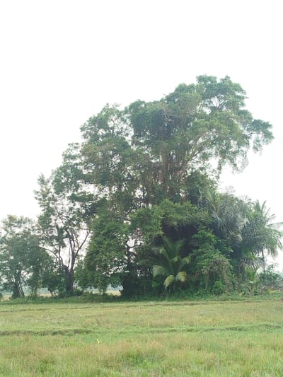 A landscape photograph captures a cluster of mature trees, including a particularly large one with a sprawling canopy, situated behind a mown grassy field. The field is green and appears to have been recently harvested. The trees are densely foliated and vary in height and type, with palm trees visible among them. The sky is overcast and bright, indicating diffused light conditions. The image is devoid of any human presence or activity. The scene is located in the vicinity of Jeumpageulumpangtujuh, Indonesia.