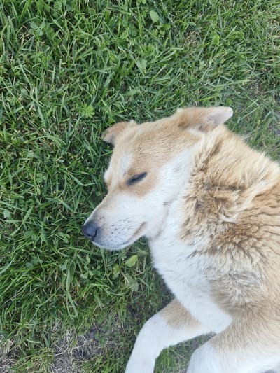 A light-colored dog with closed eyes is lying down on green grass. The dog's fur is a mix of light brown and white. Its head is turned to the left, showing its snout and part of its face. The grass appears to be a typical lawn with some clover mixed in. The scene is outdoors, likely in a park or backyard. There is no indication of the specific location within Kruglitski Selski Sovet, Belarus.