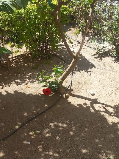 The image depicts a sun-drenched outdoor scene, likely a garden or courtyard, in Kos, Greece. The ground is covered in a sandy, gravelly soil with scattered pebbles and small green shoots. The shadows of leaves and branches are cast across the ground, indicating a bright, sunny day. In the mid-ground, a slender tree trunk with a few branches grows upwards. Near the base of this tree, a vibrant red hibiscus flower is in bloom, its petals unfurled. A dark, thin tube, possibly for irrigation, runs across the ground from the left side of the frame. Behind the tree, a dense cluster of green foliage is visible, with some branches and leaves showing. In the background, a stone wall or rocky outcrop can be seen, further suggesting an outdoor setting. The overall impression is one of a tranquil, natural environment bathed in sunlight.