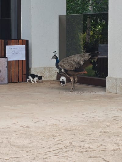 A peacock stands on a paved area next to a white building. Two kittens, one black and white and another predominantly white with black markings, are near the peacock. A wooden structure with vertical slats is to the left of the building, and a white piece of paper with handwriting is attached to it. The ground is a textured, light-colored pavement. Trees and foliage are visible in the background, reflected in a large glass window. The scene appears to be outdoors, possibly in a courtyard or patio area.