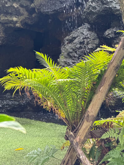 In Ban Na Chom Thian, Thailand, a close-up view captures a lush, green fern plant. The fern's fronds are vibrant and detailed, with some older, dried-out fronds hanging from its base. A thick, wooden post, likely part of a support structure, is positioned diagonally across the right side of the frame, obscuring some of the fern and other surrounding vegetation. In the background, dark, wet rocks are visible, with water cascading down them, suggesting a waterfall or water feature. Below the fern, a textured, bright green surface, possibly artificial turf, is present, with a single yellow object lying on it. The lighting appears to be natural, with sunlight illuminating the foreground and casting shadows. The overall scene depicts a naturalistic setting with elements of artificial landscaping.
