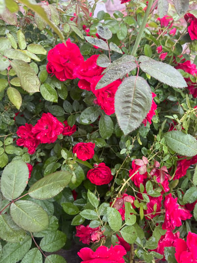 The image displays a close-up view of a cluster of red roses and their green leaves, glistening with raindrops. The roses are in various stages of bloom, with some fully open and others as buds. The leaves are a deep green, with visible veins and serrated edges. The presence of water droplets suggests it has recently rained or the plants have been watered. The background is a soft blur of green and red, indicating a dense planting of the same rose bush or surrounding foliage. The overall impression is one of natural beauty and freshness. The image does not contain any people or evidence of human activity, nor does it provide specific clues to its exact location within Новокатаево, Russia, beyond being an outdoor scene with flora.
