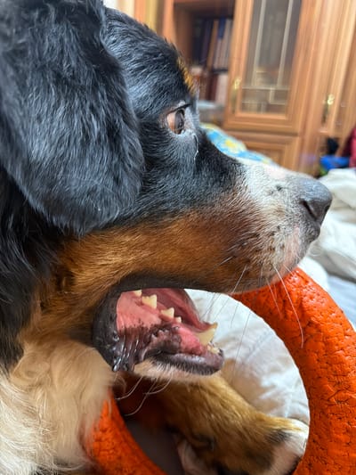 A close-up shot captures a Bernese Mountain Dog with its mouth open, revealing its teeth and tongue. The dog's fur is a mix of black, brown, and white. An orange toy is visible, held by the dog's mouth and paw. The background is blurred, showing what appears to be a bookshelf and wooden furniture, suggesting an indoor domestic setting. The image does not contain any information to determine its location in the city of Чёрная, Russia.