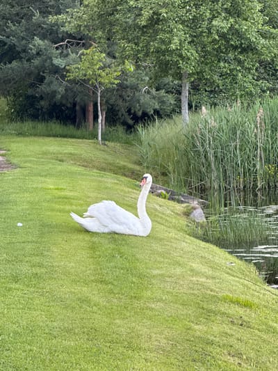 A white swan is resting on a grassy incline next to a body of water filled with lily pads. The swan is facing left with its neck curved. Behind the swan, tall reeds and trees line the bank of the water. The environment appears to be a natural, tranquil setting, likely a park or a pond area. The image does not provide any specific clues to pinpoint its location in Biržai, Lithuania, or identify any people or specific actions.