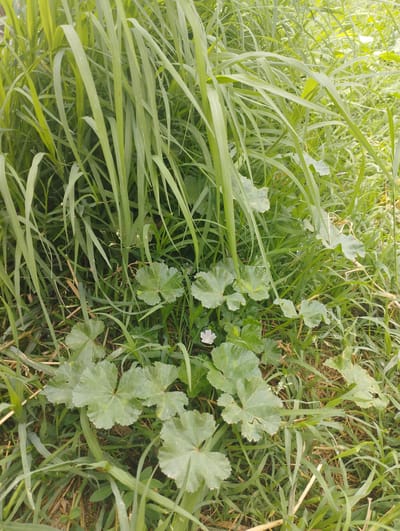 This is a close-up, eye-level, outdoor, handheld shot of a patch of green grass and foliage. The image is dominated by tall, thin blades of grass, with several broad, lobed green leaves emerging from the center. A single, small, pale purple flower with five petals is visible in the lower center of the image. The lighting is natural and diffused, suggesting an overcast or shaded environment. There are no people or animals present. The scene appears to be a naturalistic setting, possibly a park or unkempt garden. The location is identified as Kenesh, Kyrgyzstan.