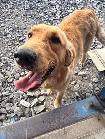 A golden retriever stands on a gravel surface, its mouth open and tongue extended. The dog's head is tilted slightly towards the camera. In the foreground, a blue metal object with visible wear and tear is present, with a rusty bolt on its surface. The background consists of loose grey gravel. The image does not provide any specific information about the city of Skrzydlna, Poland.