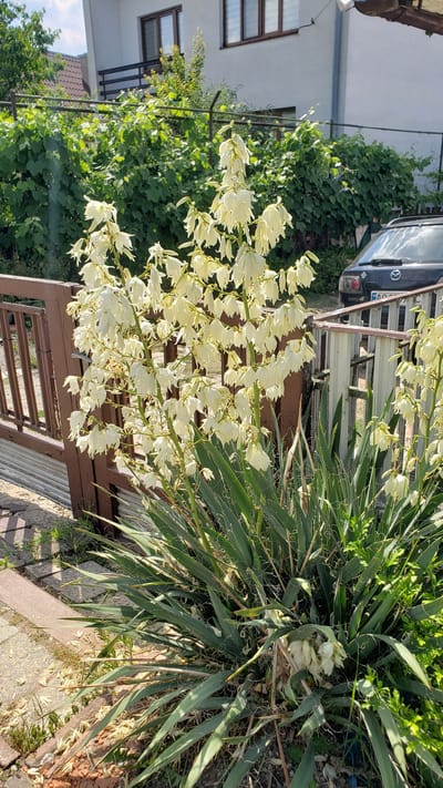 The image captures a close-up view of a Yucca plant in full bloom, its tall stalks adorned with numerous white, bell-shaped flowers. The plant's long, sword-like green leaves are prominent, with delicate, curly white threads emanating from their edges. The flowers hang in clusters, creating a cascading effect.
In the background, a brown wooden fence or trellis structure is visible. Beyond that, a dark-colored car, possibly a Mazda given the emblem visible on the rear, is parked. The car appears to be a hatchback or SUV. A glimpse of a white building with dark-framed windows is also seen to the left. Green foliage and trees surround the scene, suggesting an outdoor setting, likely a garden or yard.
The lighting suggests it is daytime, with bright sunlight casting shadows and illuminating the white flowers. The weather appears to be fair. The overall scene conveys a sense of natural beauty and domestic tranquility. No people are visible in the image. There is some unreadable text on a license plate of the car. The location is identified as Vyšné Nemecké, Slovakia.