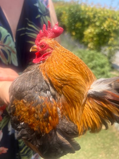 A close-up, eye-level shot shows a rooster being held by a person's hand, its head to the left and its body angled away from the camera. The rooster has a bright red comb and wattles, and its feathers display a mix of golden-brown, black, and white. The background is softly blurred, suggesting an outdoor setting with green foliage and a bright sky, indicating it is likely daytime with sunny weather. The rooster appears calm, with its eye clearly visible and its beak slightly open. The person's hand is visible supporting the rooster from underneath, and they are wearing a dark fabric with a floral pattern. The scene evokes a sense of interaction between a human and an animal in a natural environment. The location context is noted as Kardia, Greece.