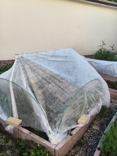 In the city of Yur'evo, Russia, a backyard garden features raised beds covered with white protective netting. One bed, in the foreground, is covered by a hoop-style frame draped with the netting, creating a tent-like structure. Two light-colored bricks are placed on the edge of this bed, likely to secure the netting. Adjacent to it, another raised bed is partially visible, also covered by netting. The ground around the beds is covered with small stones and mulch. In the background, a cream-colored wall of a building and some green foliage, possibly pea plants, are visible. The scene depicts a garden prepared for protection or cultivation.